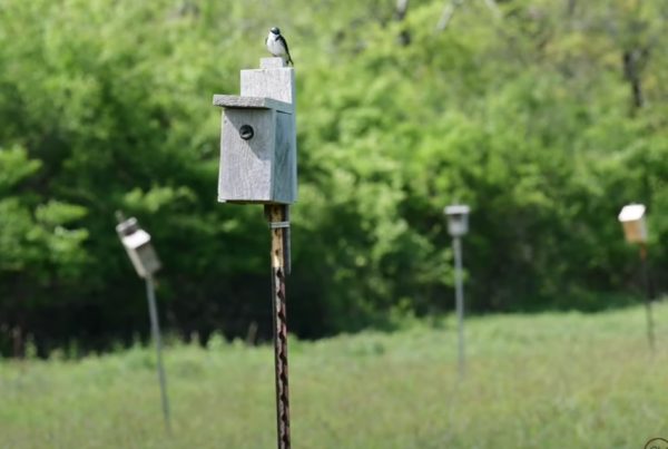 Norman Bird Sanctuary